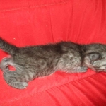 Smoke, Egyptian Mau, female DOB 8-20-17