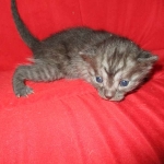 Smoke, Egyptian Mau, female DOB 8-20-17