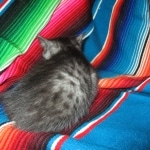 Smoke, Egyptian Mau, female DOB 8-20-17