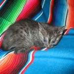 Smoke, Egyptian Mau, female DOB 8-20-17