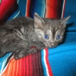 Smoke, Egyptian Mau, female DOB 8-20-17