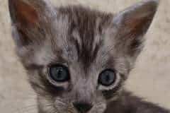 Yzmo Mau Smoke Male #1 DOB 2-21-23