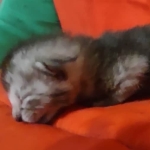 Egyptian Mau smoke male DOB 2-21-23