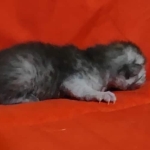 Egyptian Mau smoke male DOB 2-21-23