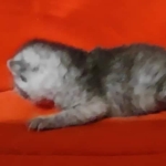 Egyptian Mau smoke male DOB 2-21-23