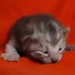 Egyptian Mau smoke male DOB 2-21-23