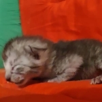 Egyptian Mau smoke male DOB 2-21-23