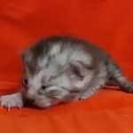 Egyptian Mau smoke male DOB 2-21-23