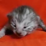 Egyptian Mau smoke male DOB 2-21-23