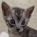 Egyptian Mau smoke male DOB 2-21-23
