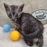 Egyptian Mau smoke male DOB 2-21-23