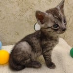 Egyptian Mau smoke male DOB 2-21-23