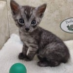 Egyptian Mau smoke male DOB 2-21-23