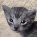 Egyptian Mau smoke male DOB 2-21-23