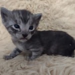 Egyptian Mau smoke male DOB 2-21-23