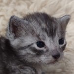 Egyptian Mau smoke male DOB 2-21-23