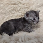 Egyptian Mau smoke male DOB 2-21-23