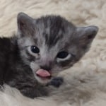 Egyptian Mau smoke male DOB 2-21-23