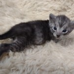 Egyptian Mau smoke male DOB 2-21-23