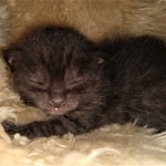 Mau, smoke, male DOB 4-1-20 1 locket