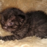 Mau, smoke, male DOB 4-1-20 1 locket