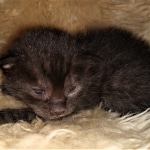 Mau, smoke, male DOB 4-1-20 1 locket