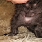 Mau, smoke, male DOB 4-1-20 1 locket