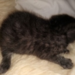 Mau, smoke, male DOB 4-1-20 1 locket