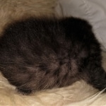 Mau, smoke, male DOB 4-1-20 1 locket