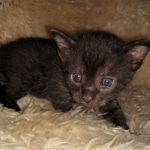 Mau, smoke, male DOB 4-1-20 1 locket