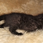 Mau, smoke, male DOB 4-1-20 1 locket