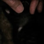 Mau, smoke, male DOB 4-1-20 1 locket