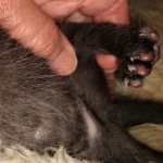 Mau, smoke, male DOB 4-1-20 1 locket