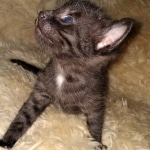 Mau, smoke, male DOB 4-1-20 1 locket