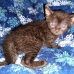 Mau, smoke, male DOB 4-1-20