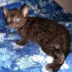 Mau, smoke, male DOB 4-1-20