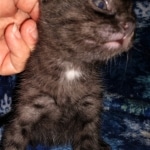 Mau, smoke, male DOB 4-1-20