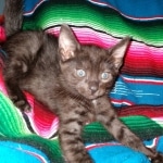 Mau, smoke, male DOB 4-1-20