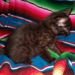 Mau, smoke, male DOB 4-1-20