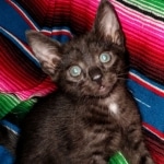 Mau, smoke, male DOB 4-1-20