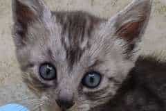 Basil Mau Smoke Male #2 DOB 2-21-23