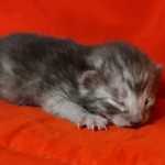 Egyptian Mau smoke male DOB 2-21-23