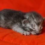 Egyptian Mau smoke male DOB 2-21-23
