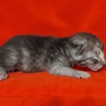 Egyptian Mau smoke male DOB 2-21-23