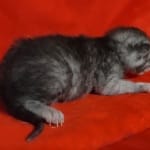 Egyptian Mau smoke male DOB 2-21-23