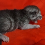 Egyptian Mau smoke male DOB 2-21-23