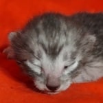 Egyptian Mau smoke male DOB 2-21-23