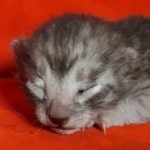 Egyptian Mau smoke male DOB 2-21-23