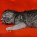 Egyptian Mau smoke male DOB 2-21-23