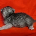 Egyptian Mau smoke male DOB 2-21-23y